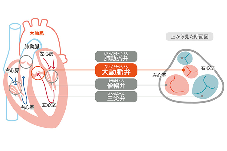 心臓弁のしくみと働き